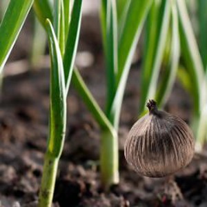 Black Garlic and it benefits, and why you should consume it.