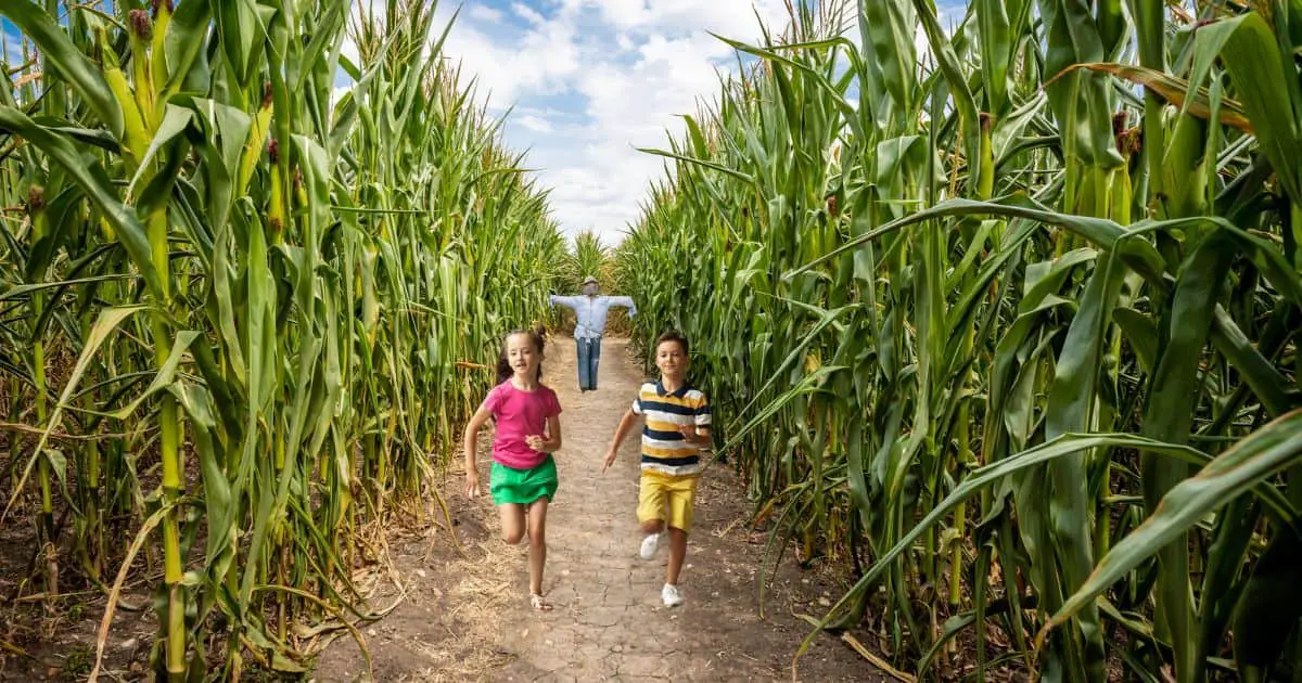 Corn mazes can be a healthy activity.